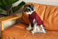 Pretzel Pet Sweater – Burgundy Red | Cozy Knit Winter Sweater for Dogs & Cats