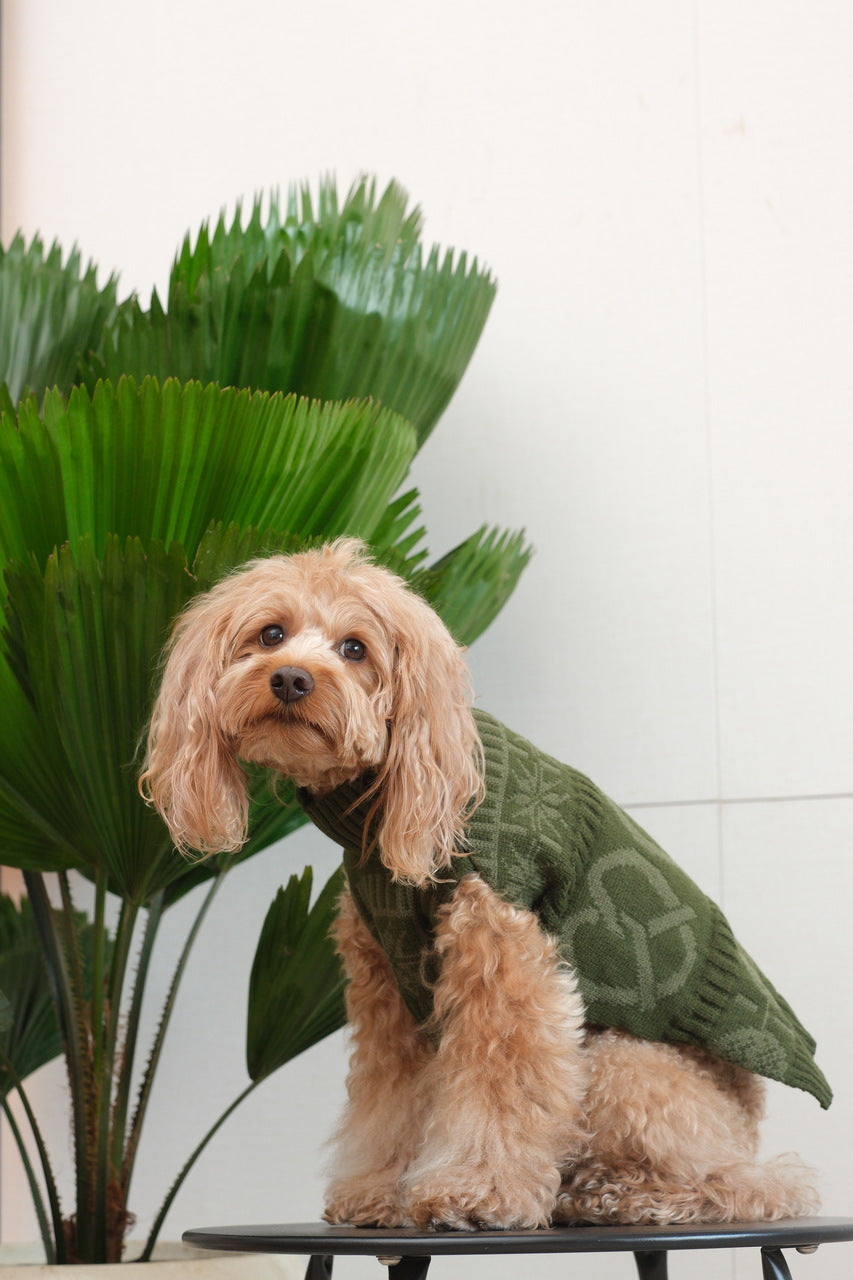 Pretzel Pet Sweater – Olive Green | Cozy Knit Dog Sweater for Warmth & Everyday Style
