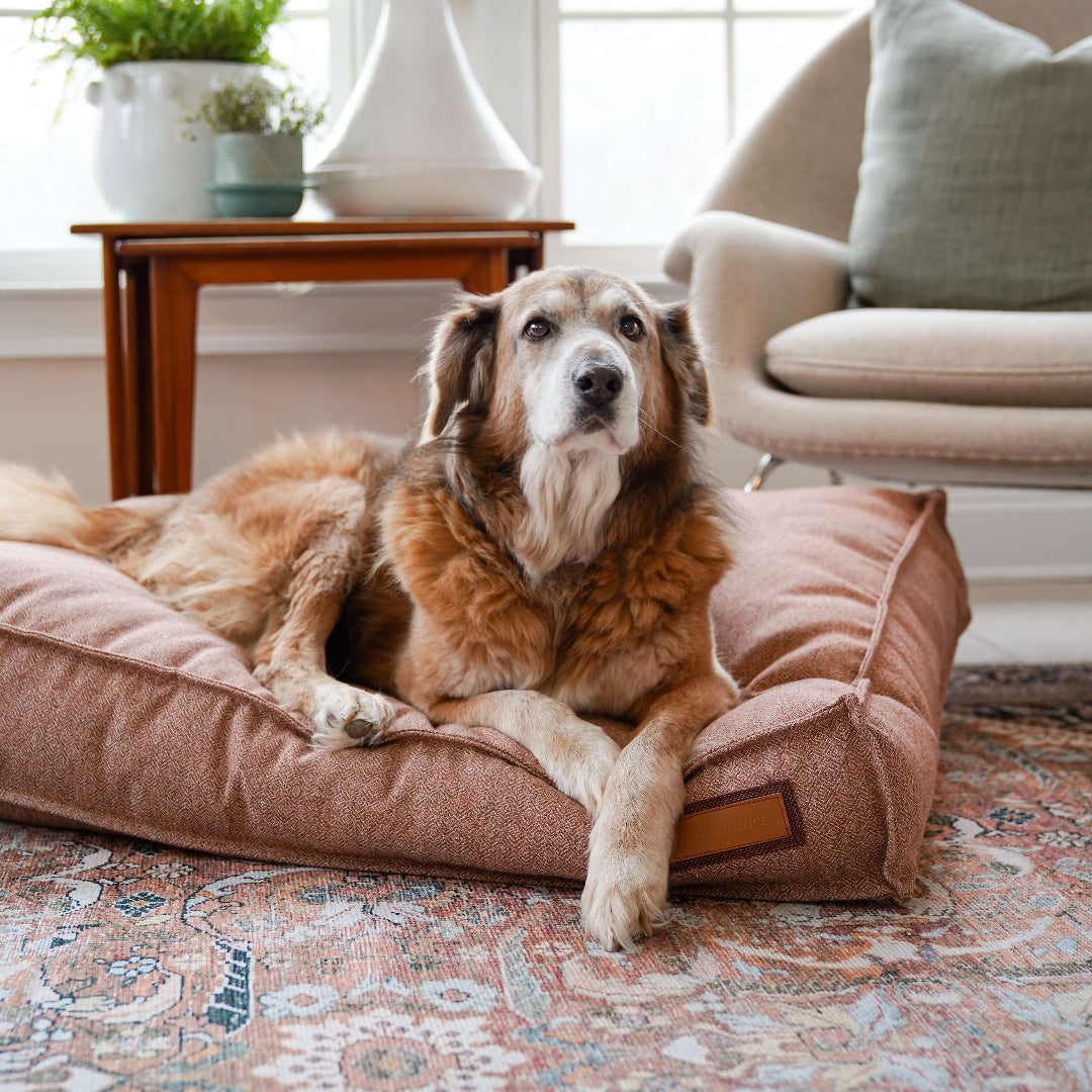 Dog sitting on a pink dog bed in a living room with a lamp and plant in the background.