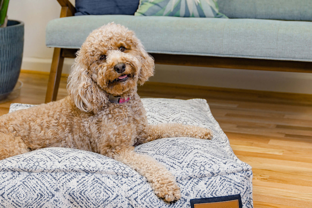 Dog lying on a patterned dog bed in a living room.